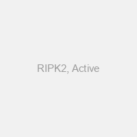 RIPK2, Active